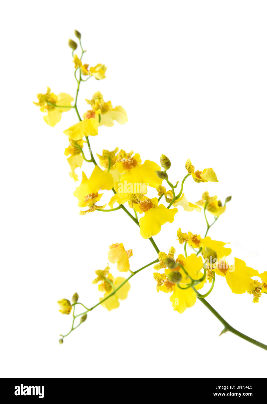 bright yellow Oncidium orchid isolated on white background; diagonal composition Stock Photo