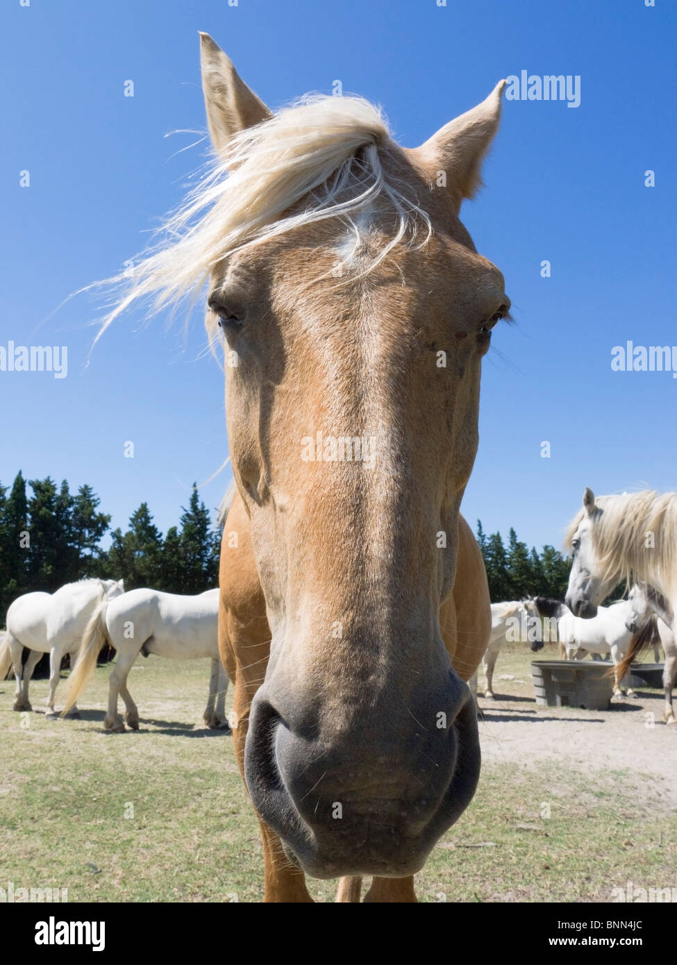 Camargue white horse Stock Photo