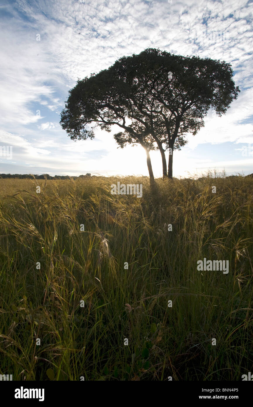 African bush sounds hi-res stock photography and images - Alamy