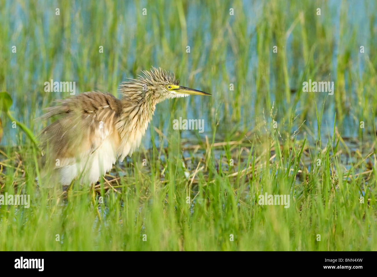 Squacco heron Ardeola ralloides in Zimbabwe's Matusadona National Park ...