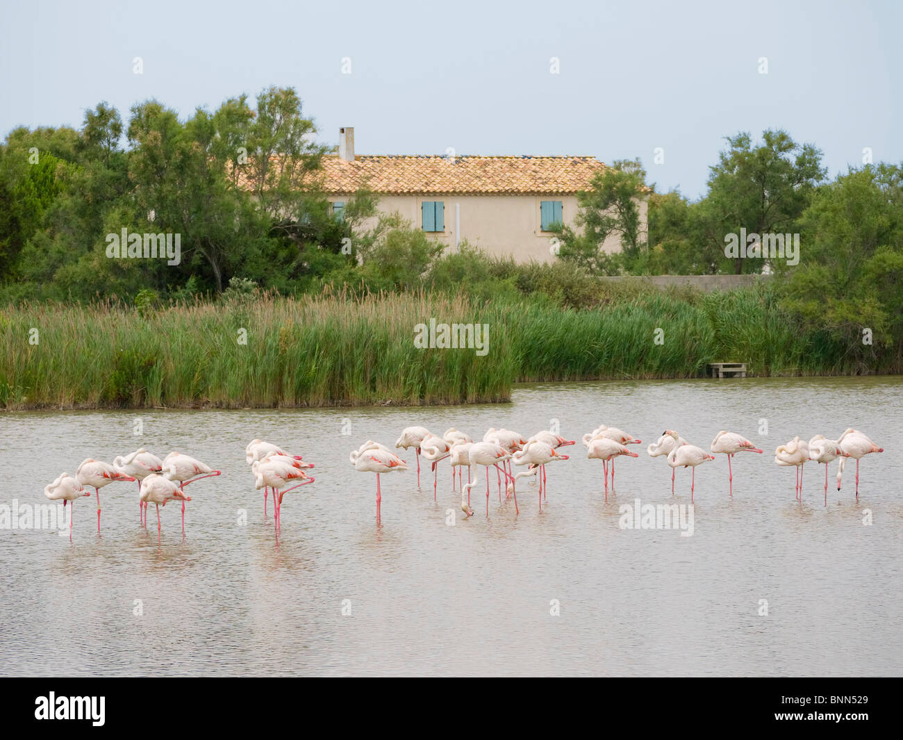 Flock of flamingoes at the bird reserve in the Camargue, South of France Stock Photo
