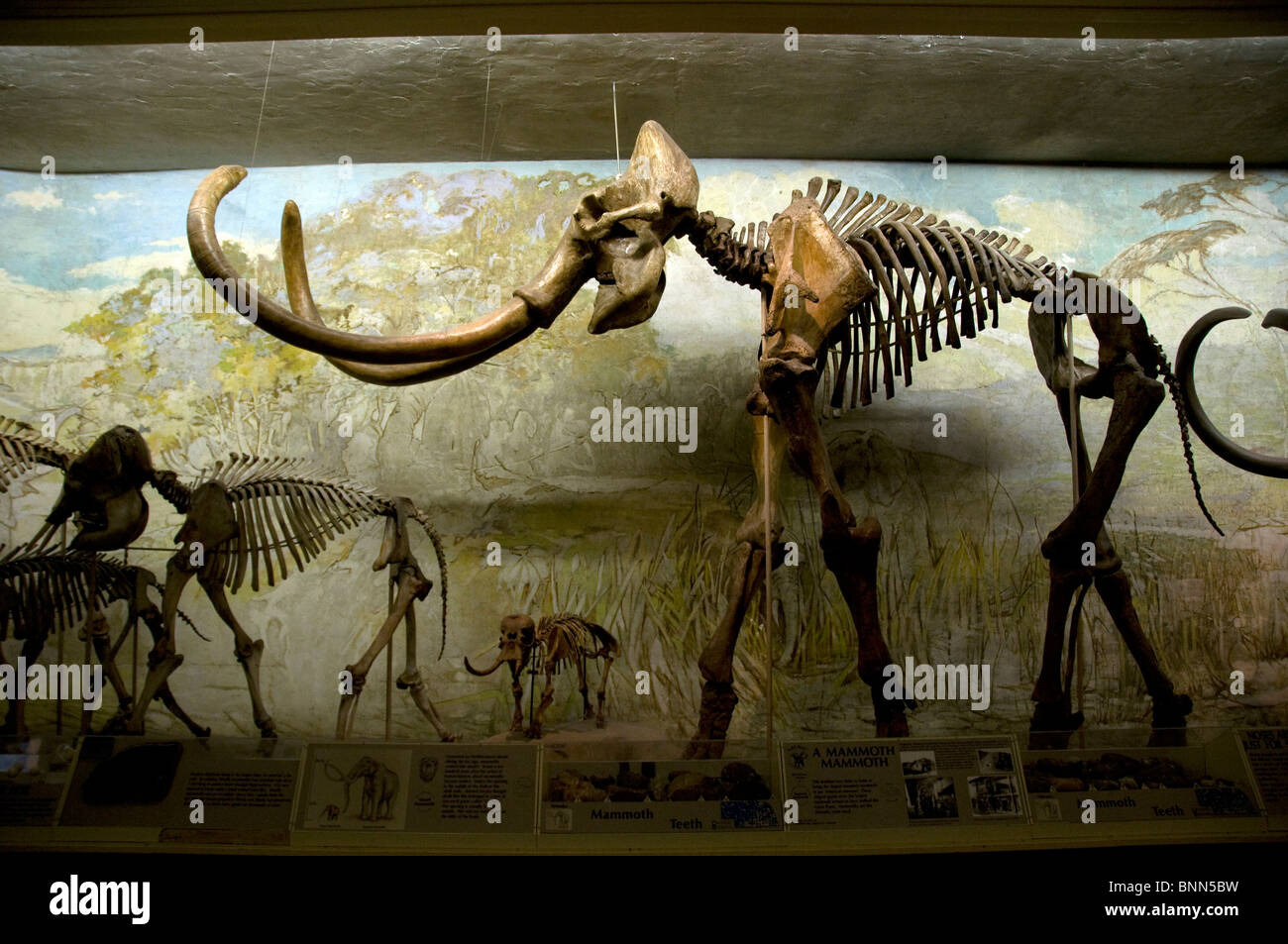 Museum elephant hall Columbian Mammoth University of Nebraska State Museum natural history