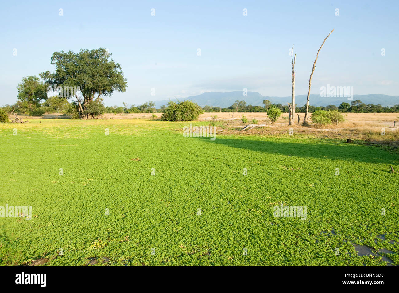 Stunning landscape from Zimbabwe's Mana Pools National Park Stock Photo