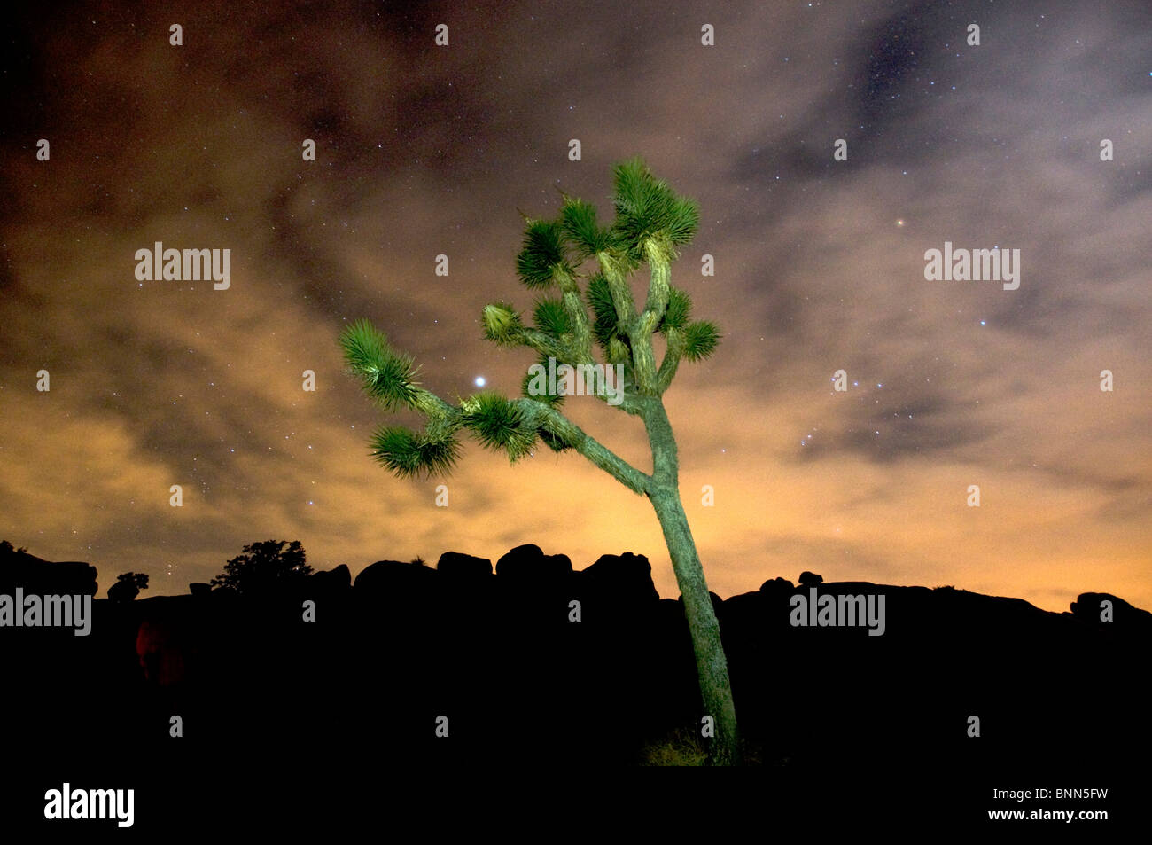 Joshua Tree National Park darkness night stars starry sky silhouette ...