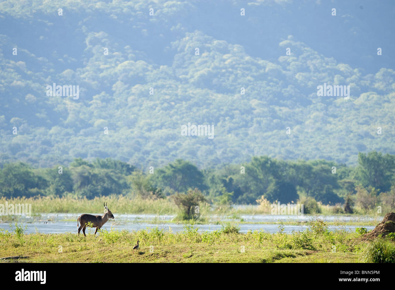 Waterbuck are seen in Zimbabwe's Mana Pools National Park Stock Photo