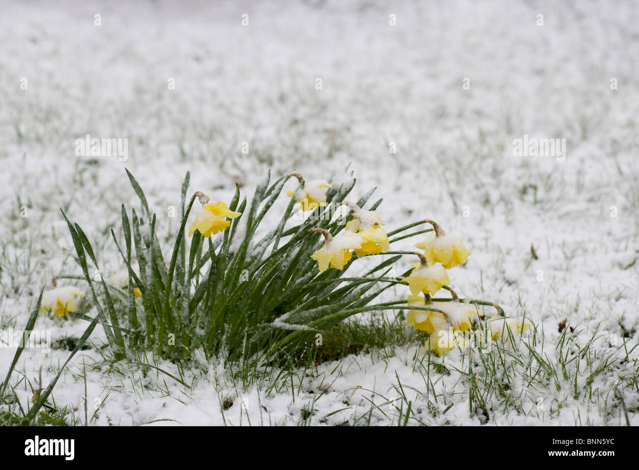 Daffodils covered in snow hires stock photography and images Alamy