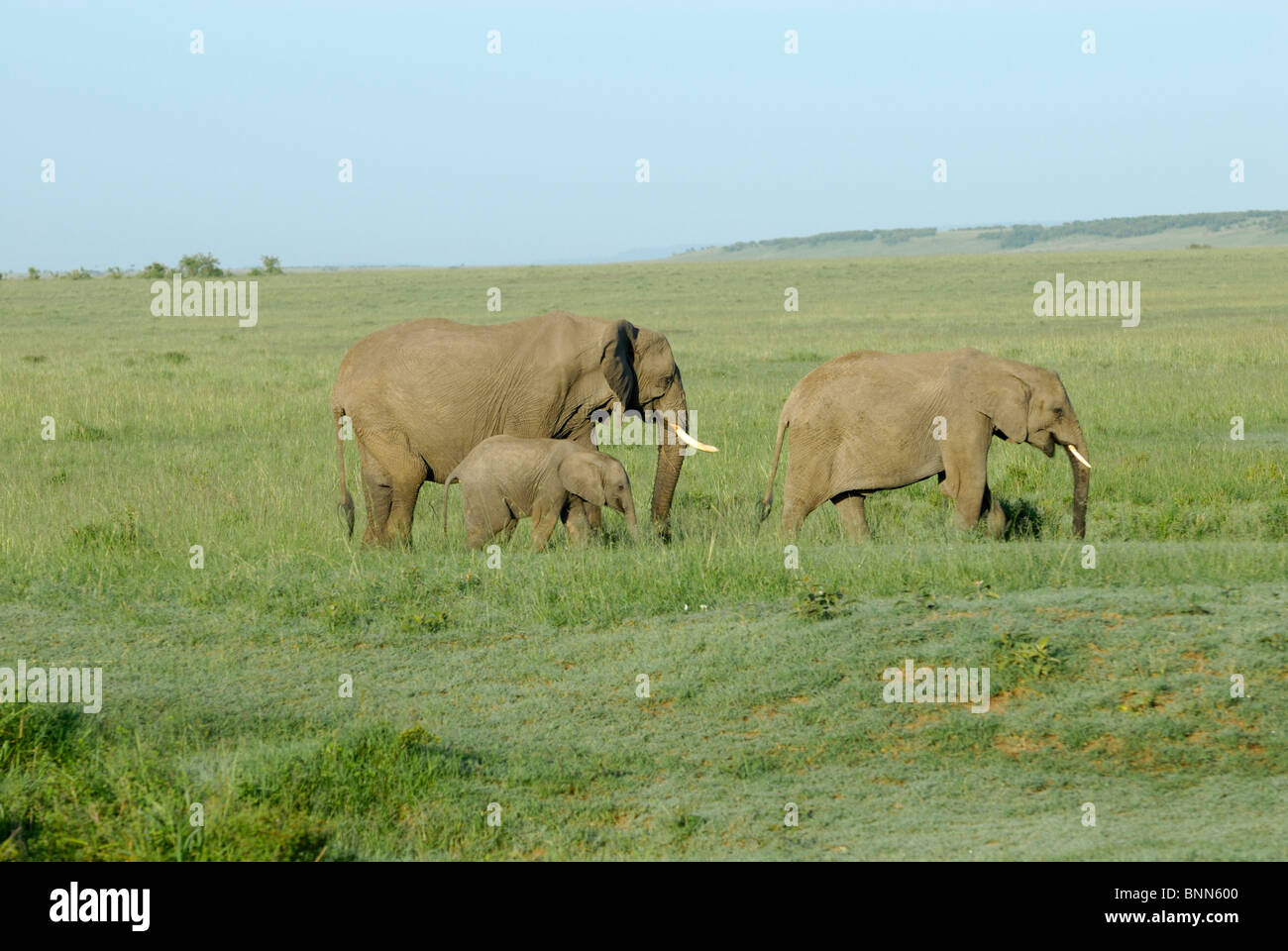 African elephant, adults and juvenile, Loxodonta africana, Masai Mara National Reserve, Kenya Stock Photo