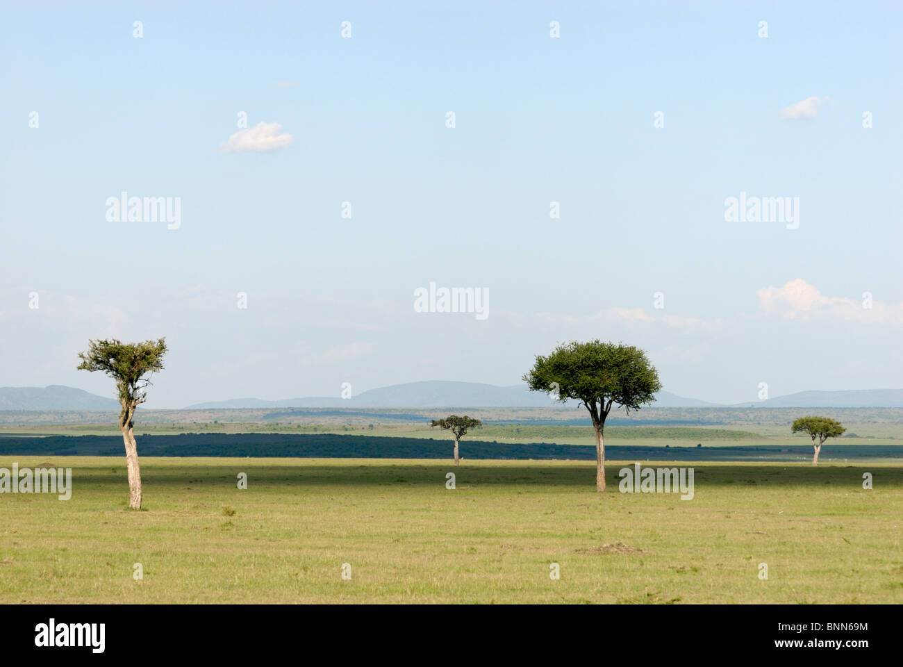 Acacia trees in grassland, Masai Mara National Reserve, Kenya Stock