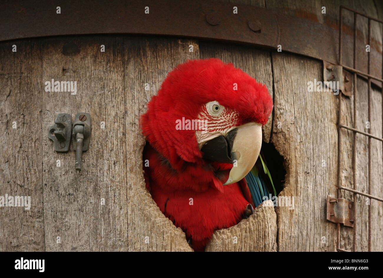 The red head of a Green Wing Macaw parrot sticking out of a barrel Stock Photo