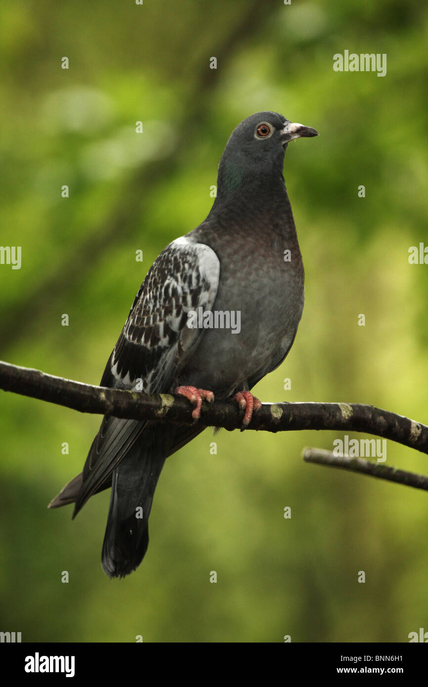 Vertical shot of a pigeon against bright green foliage Stock Photo