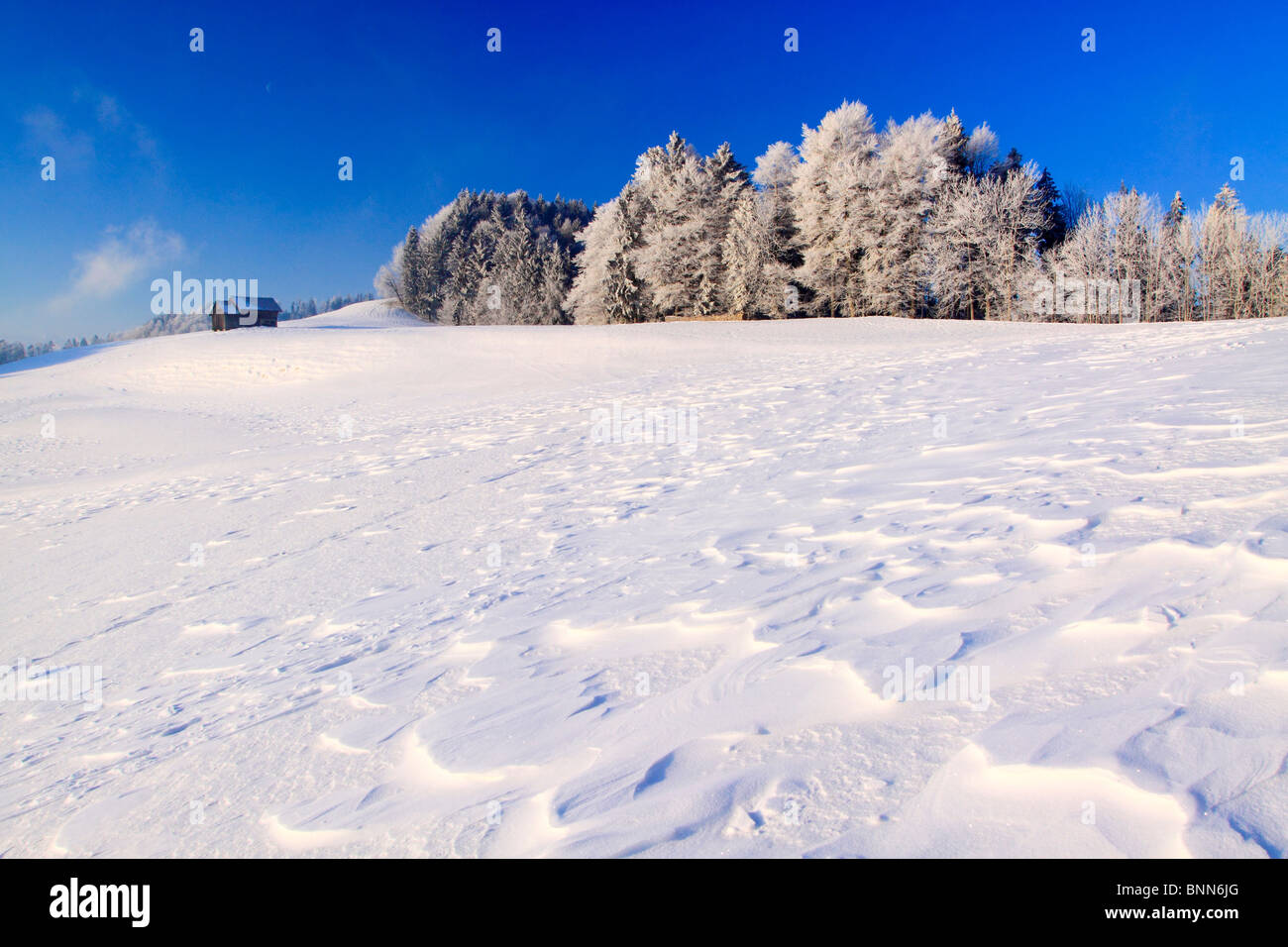 Tree group of trees trees gust squall ice Ghöch cold mixed forest ...