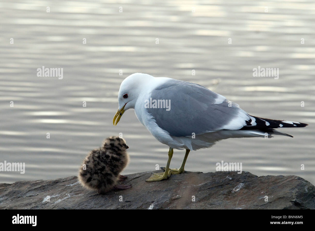 glaucous-winged gull baby larus glaucescens mother young stone Alaska USA portrait stone animal nature Stock Photo