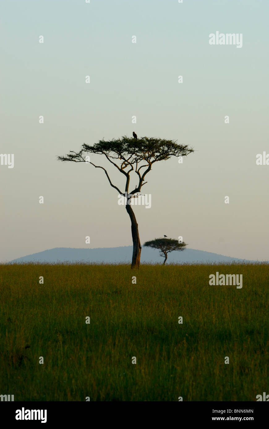 Acacia trees in maasai mara hires stock photography and images Alamy