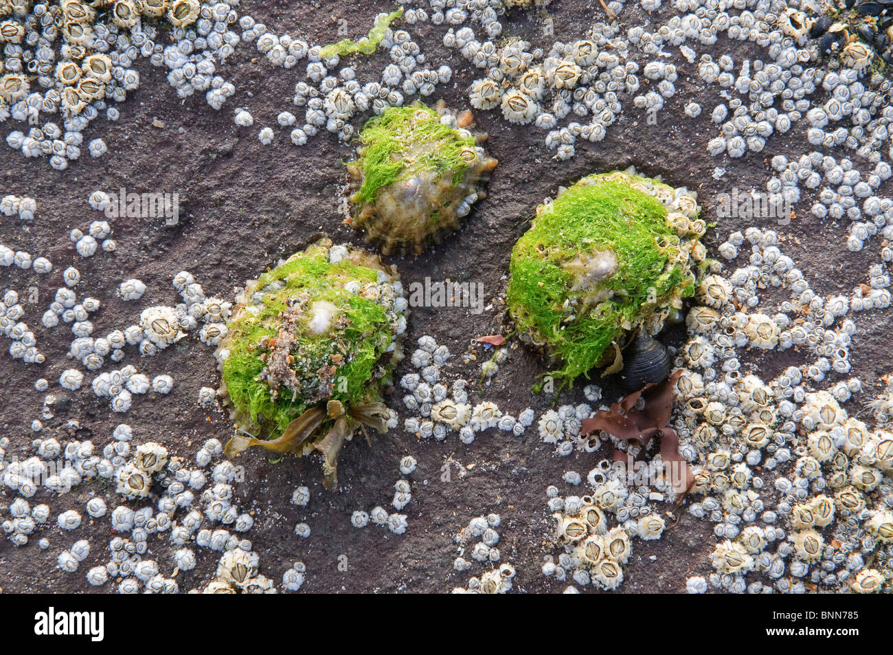 Limpets and barnacles on rocks at low tide. Stock Photo