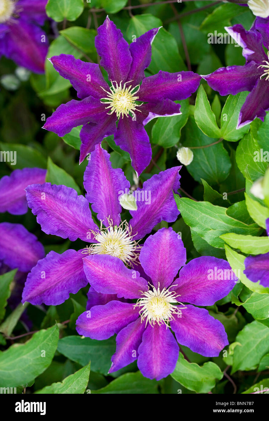 Clematis 'The Vagabond' flowers Stock Photo