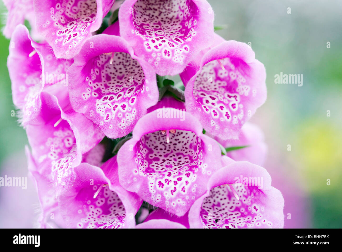 Foxglove (Digitalis purpurea 'Excelsior') Stock Photo