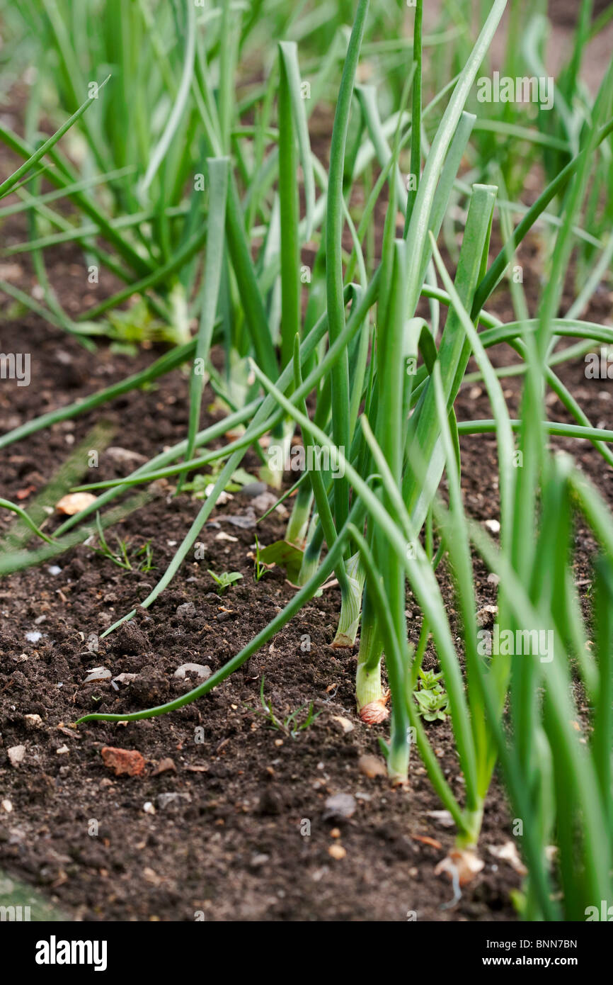 Garlic plants in a vegetable patch Stock Photo Alamy