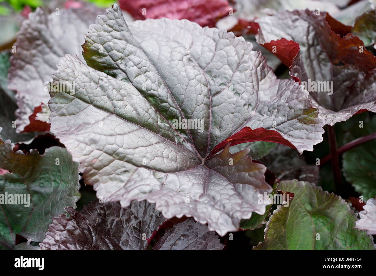 Ligularia 'Britt Marie Crawford' Stock Photo