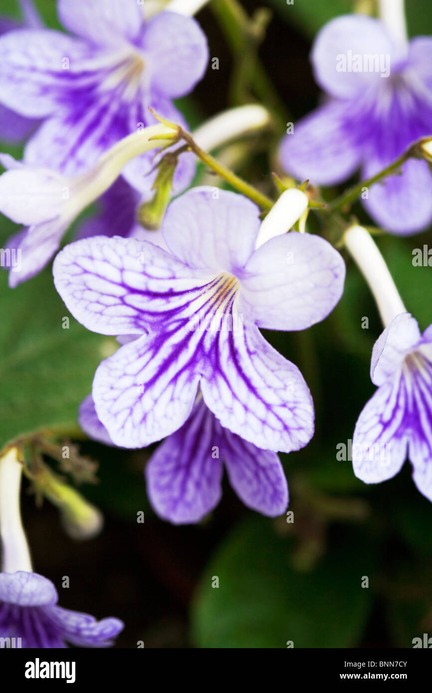Streptocarpus 'Bethan' flowers Stock Photo