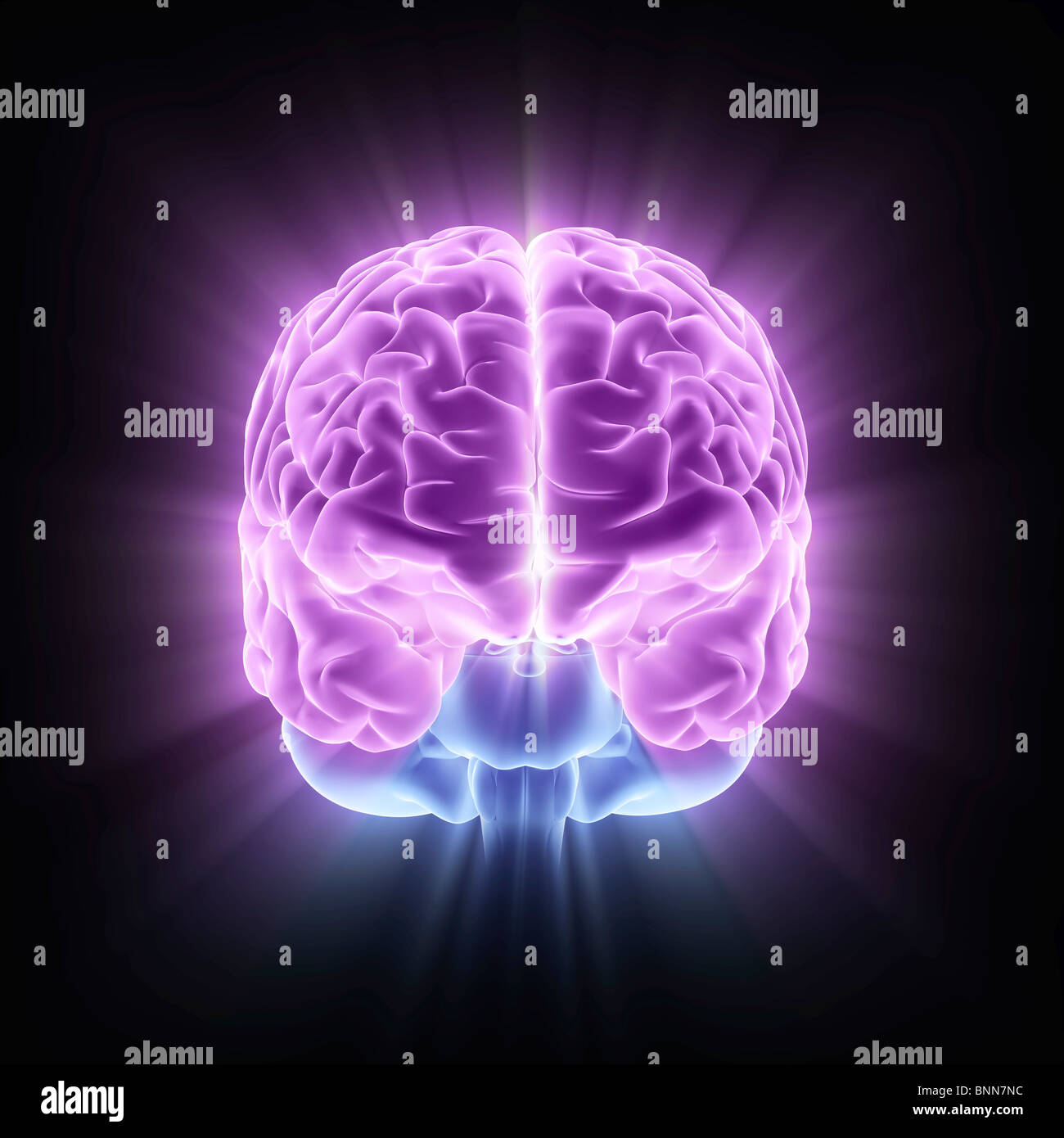 Human brain, computer artwork Stock Photo - Alamy