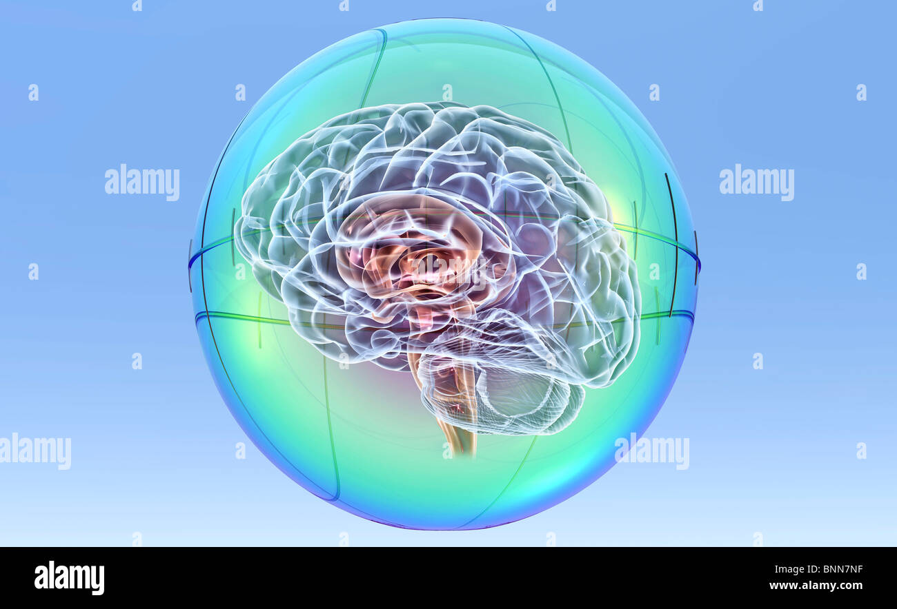Brain in sphere, computer artwork Stock Photo - Alamy