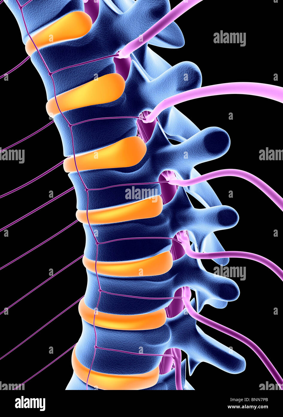 Spine and spinal nerves, computer artwork Stock Photo