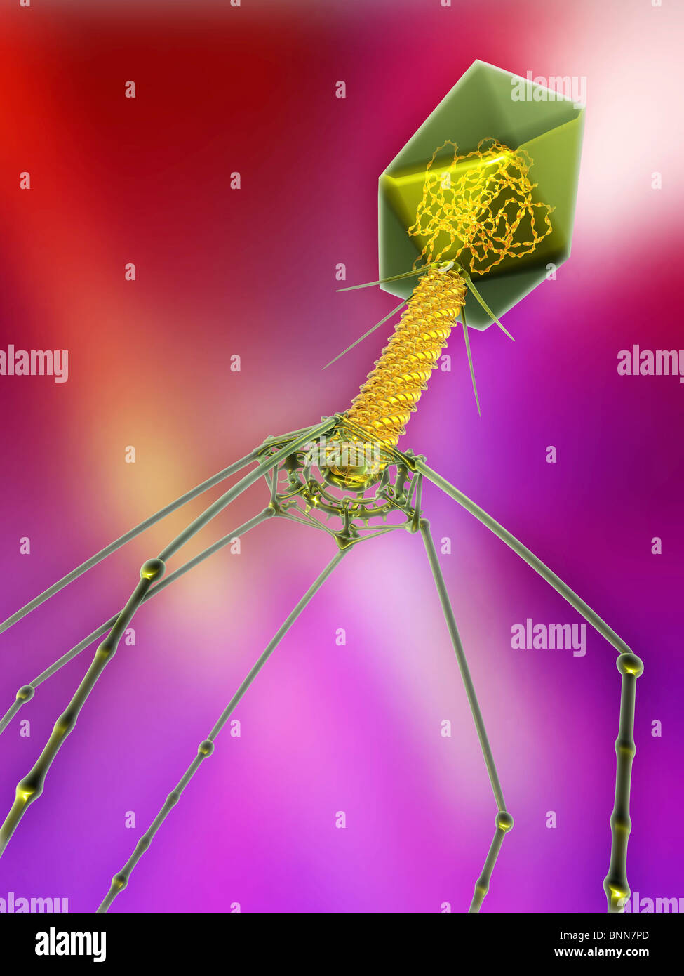 T4 bacteriophage virus, computer artwork Stock Photo