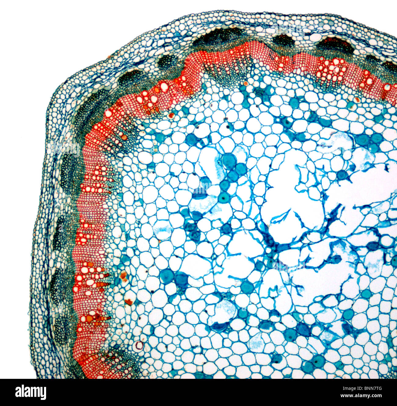 Peanut stem, light micrograph Stock Photo