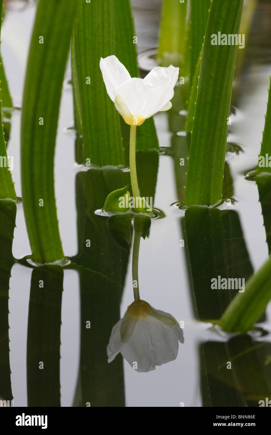 Flowering Water soldier (Stratiotes aloides) reflected in the water surface Stock Photo