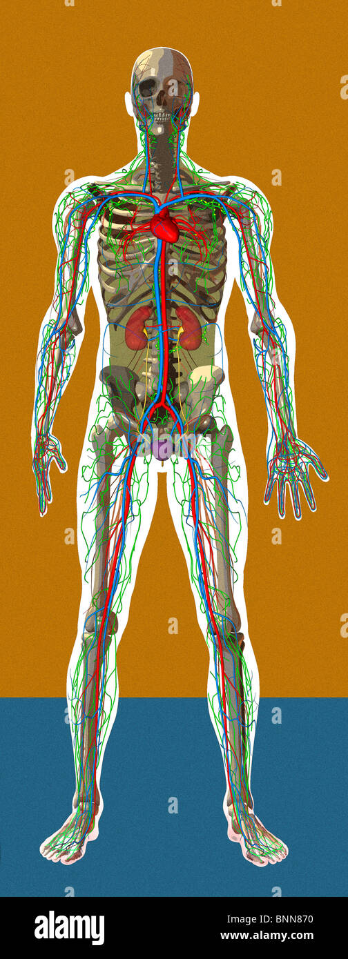 Human male anatomy artwork hi-res stock photography and images - Alamy
