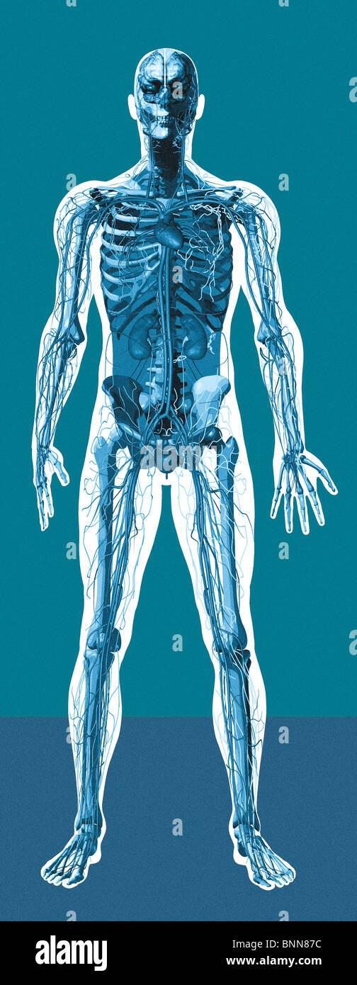 Human male anatomy artwork hi-res stock photography and images - Alamy