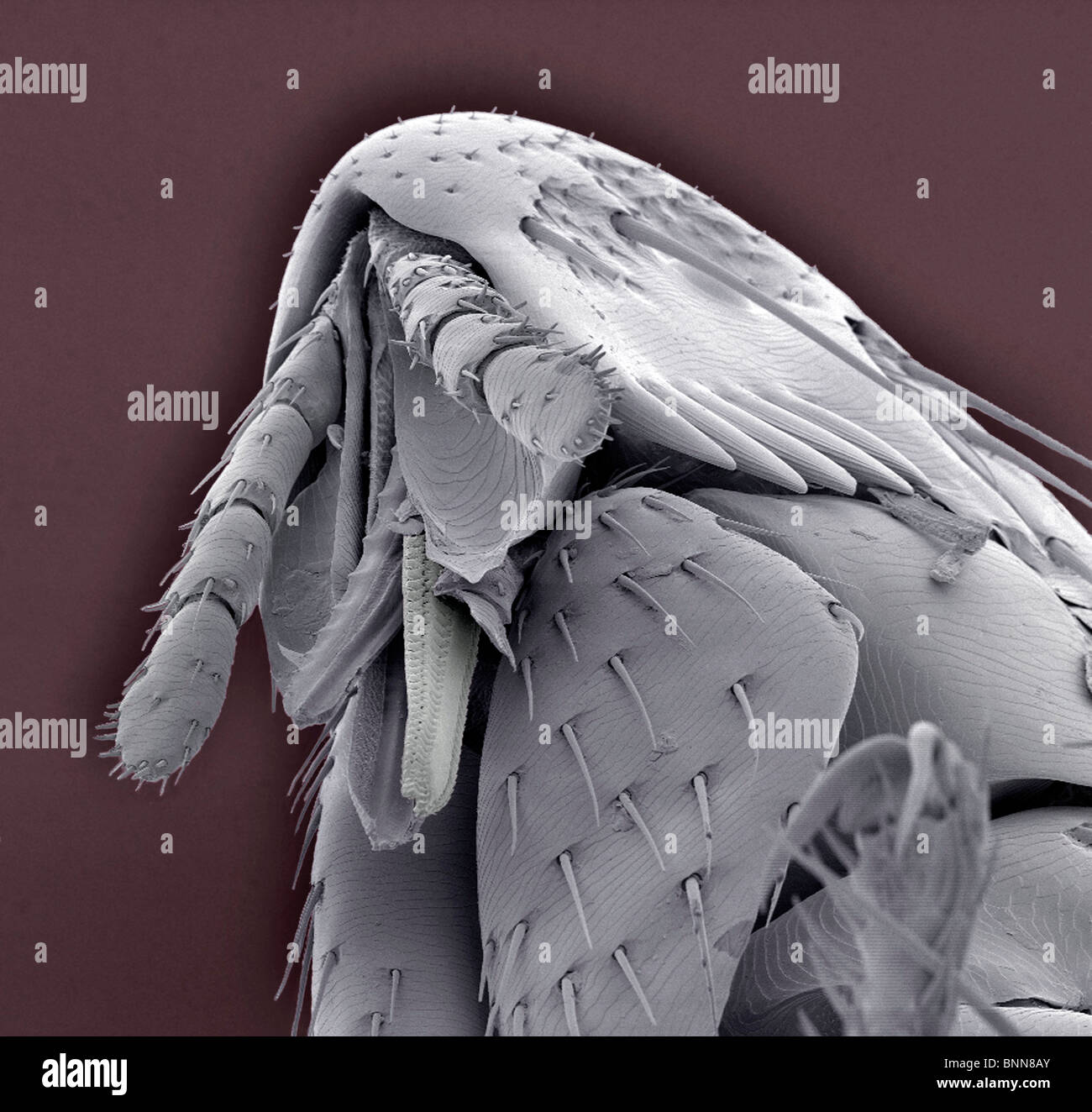 Rabbit parasite hi-res stock photography and images - Alamy