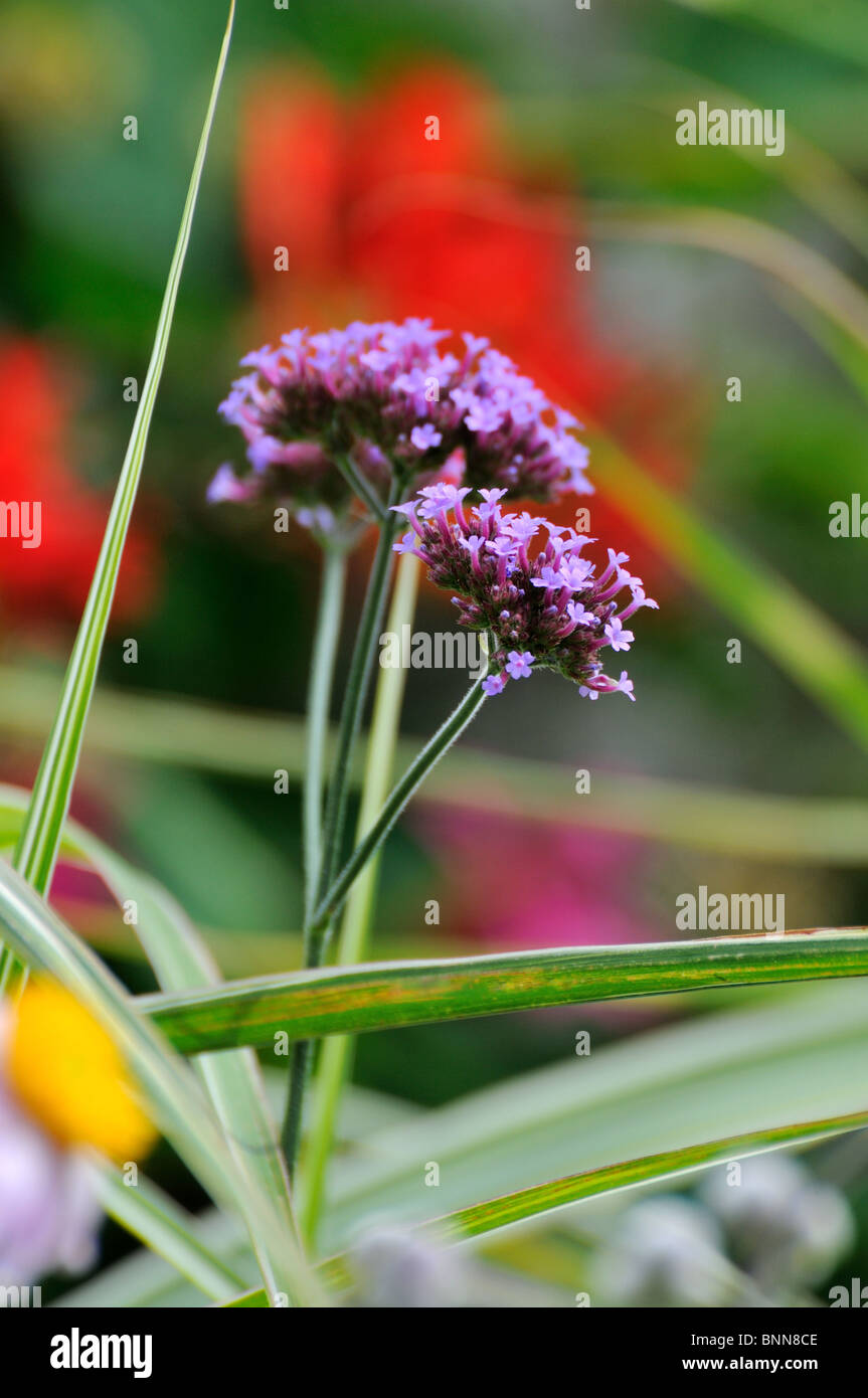 Verbena bonariensis plant hires stock photography and images Alamy