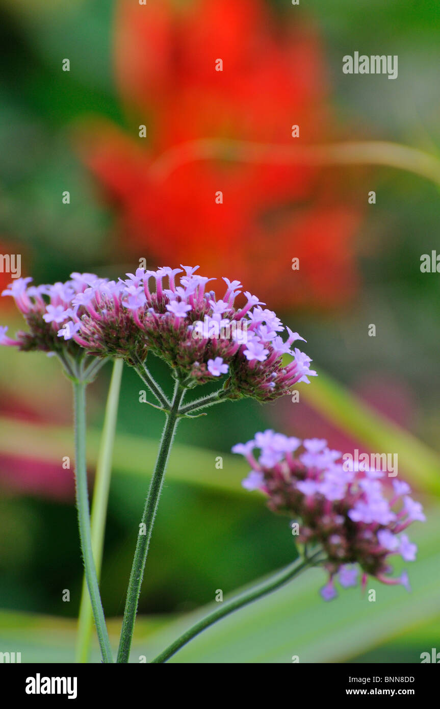 Verbena bonariensis flower hires stock photography and images Alamy