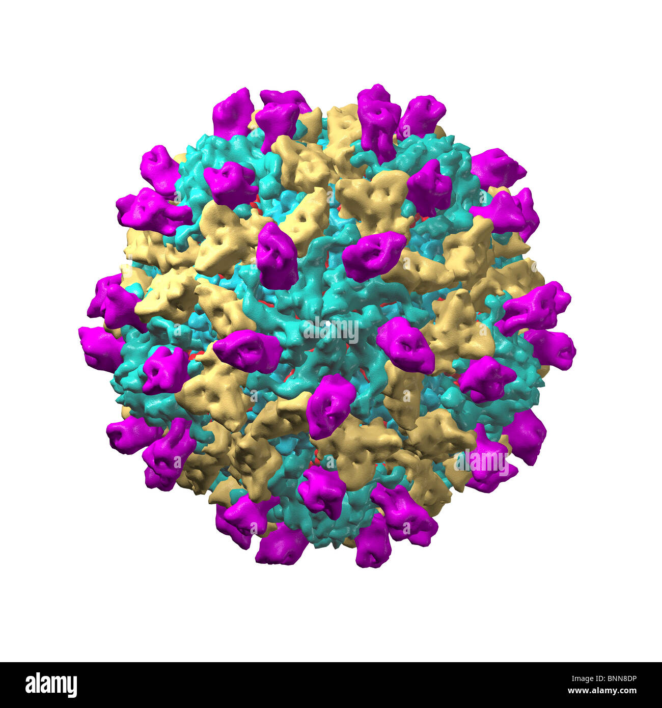 Coxsackie B3 virus particle Stock Photo Alamy
