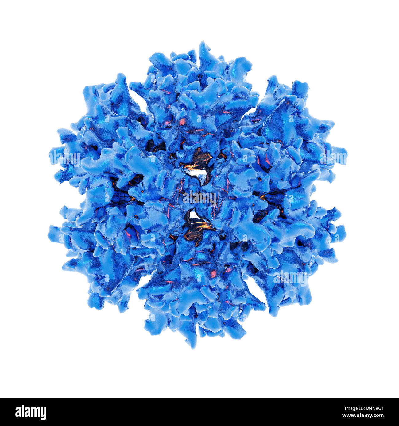 Structure of adenovirus Cut Out Stock Images & Pictures - Alamy