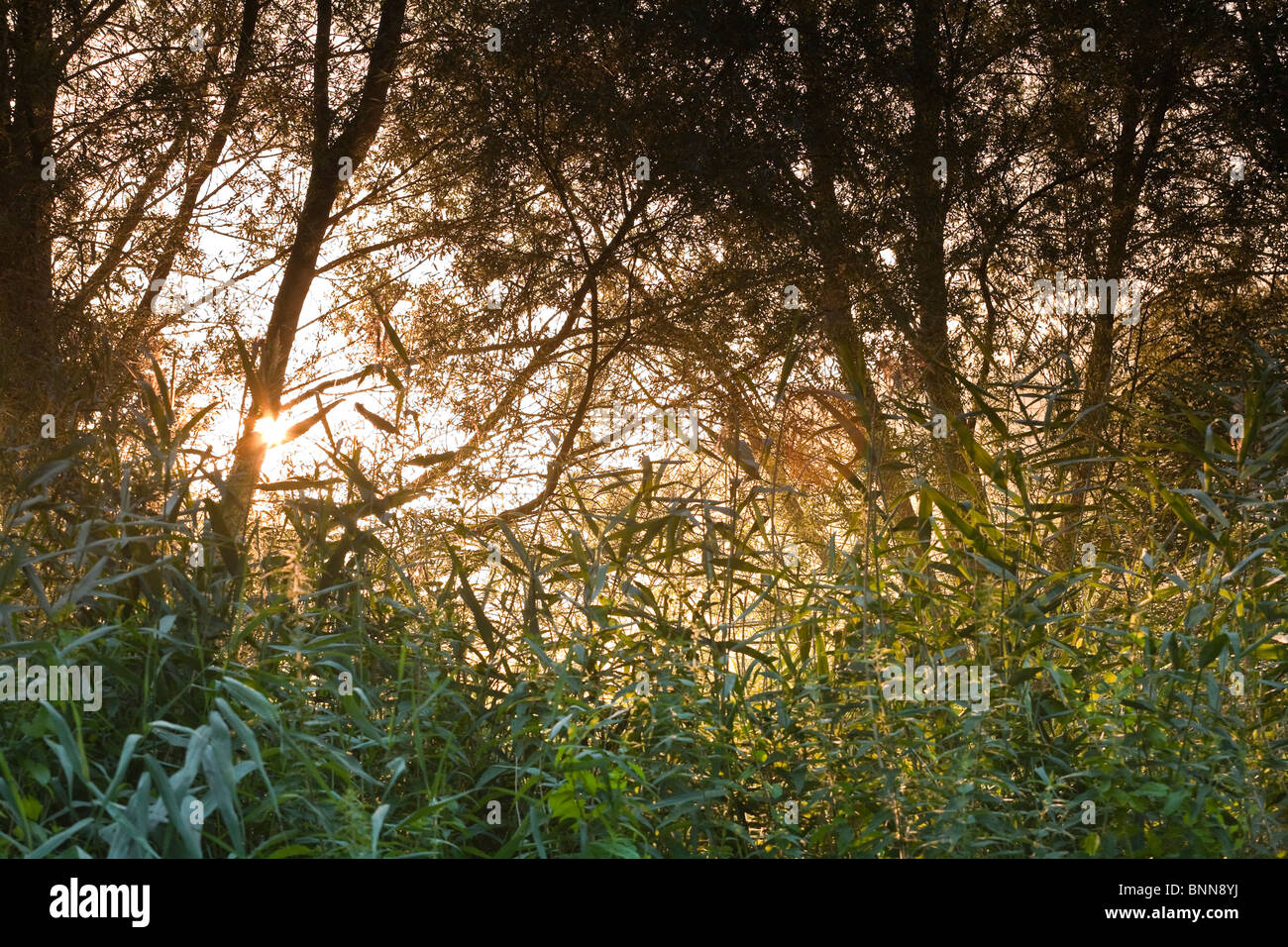 Hampshire Reed Beds High Resolution Stock Photography and Images - Alamy