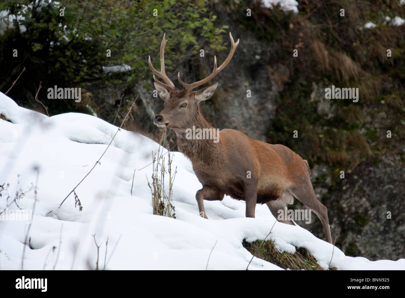 Switzerland canton Graubünden Grisons animal beast wild game red deer deer  stag snow antlers Swiss Alps mountains Stock Photo - Alamy