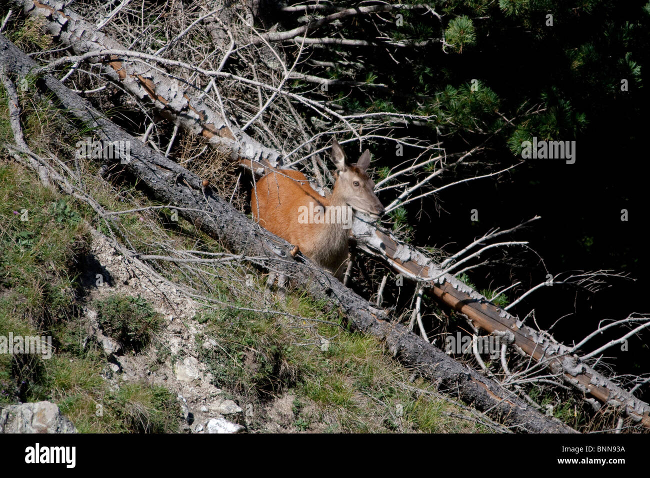 Beast wild hires stock photography and images Alamy