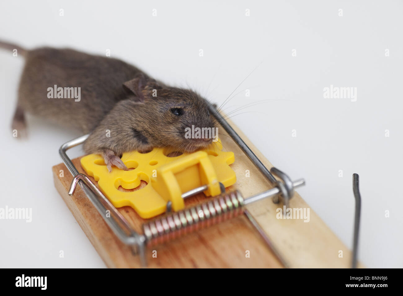Mouse in mousetrap Stock Photo