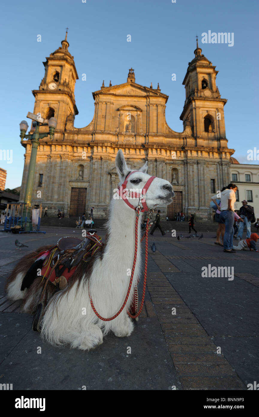 Llama Catedral Cathedral Plaza de Bolivar Old Town Calendaria Bogota Colombia South America square church Stock Photo