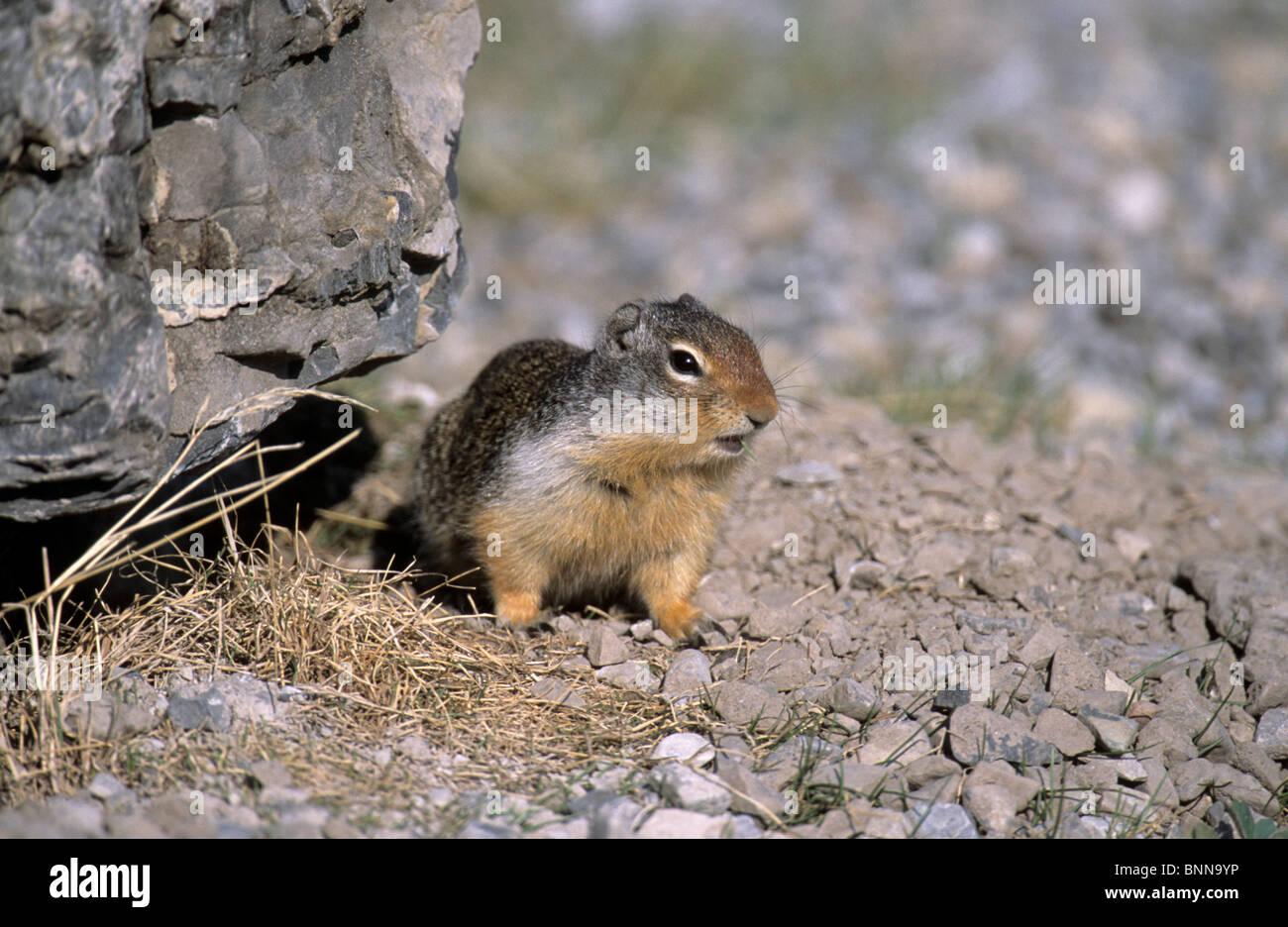Columbian ground squirrel squirrel Spermophilis columbianus rodents
