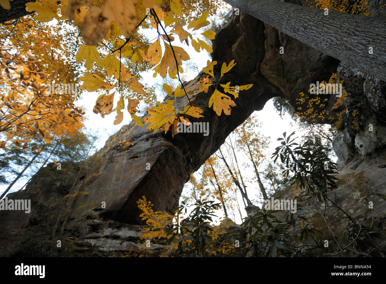 Grays Arch Daniel Boone National Forest The Red River Gorge Geological Area Kentucky USA Stock Photo