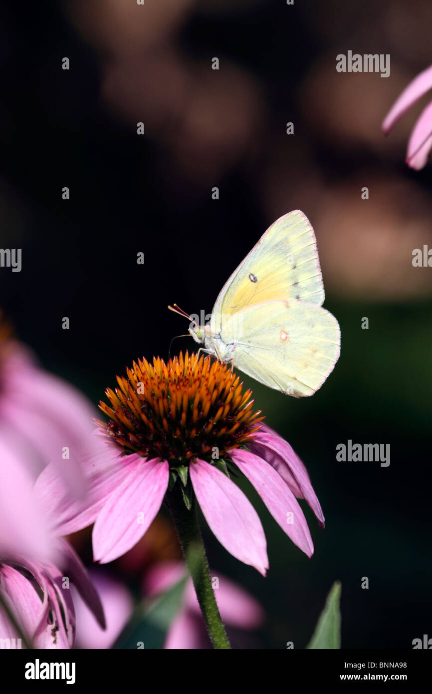 A Common Sulfur butterfly, Colias philodice, feeding on a Purple Coneflower, Echinacea purpurea. New Jersey, USA, North America. Stock Photo
