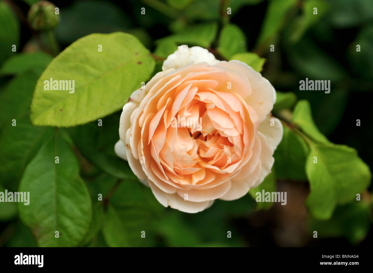 🌹 David Austin's Sweet Juliet Rose / AUSleap 