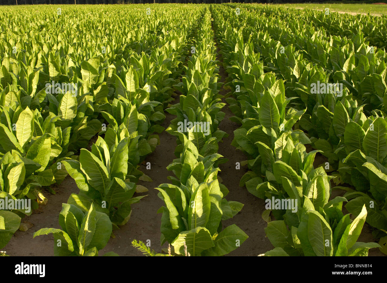 Germany Rhineland-Palatinate Herxheim-Hayna tobacco cultivation outhouse tobacco fields southern wine route the Palatinate Stock Photo