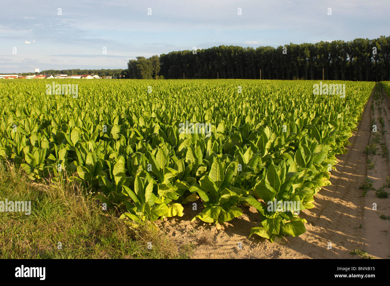 Germany Rhineland-Palatinate Herxheim-Hayna tobacco cultivation outhouse tobacco fields southern wine route the Palatinate Stock Photo