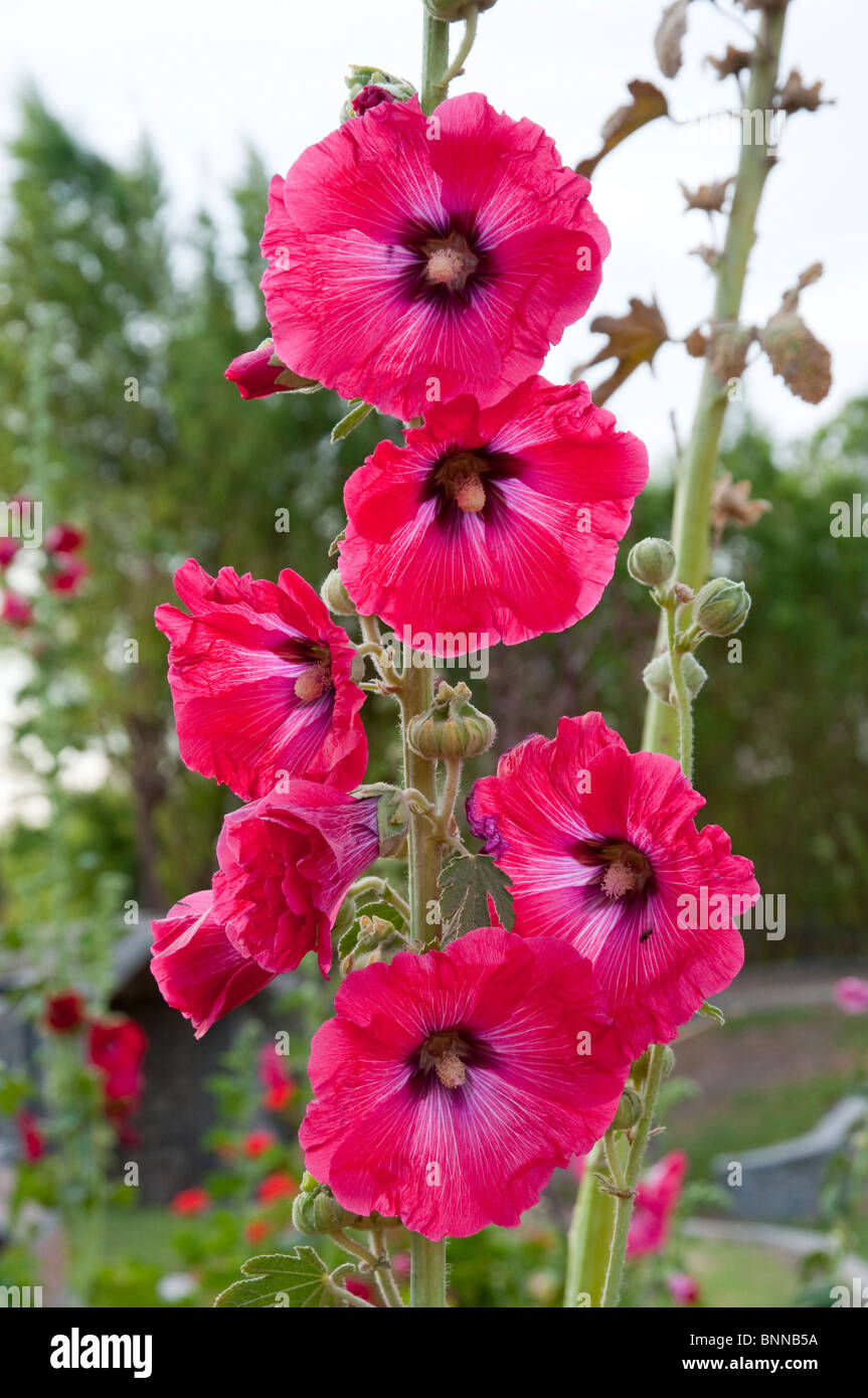 Red hollyhock flowers at the Sabandia Mill near Arequipa, Peru, South America. Stock Photo