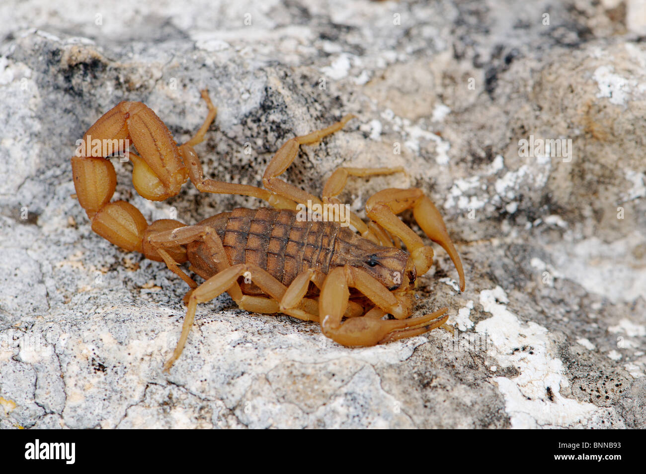 scorpion Mesobuthus gibbosus arthropod venomous dangerous Greek Greece Balkans venom general view animal animals fauna wildlife Stock Photo