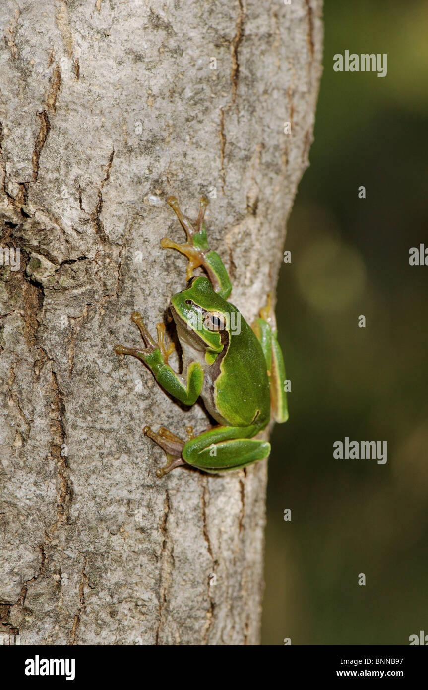 Frog frogs tree frog tree frogs Hyla arborea amphibian general view protected endangered Greece